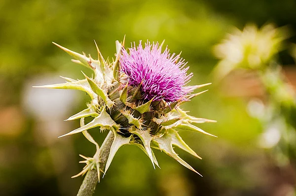 Mariendistel mit Blüte.