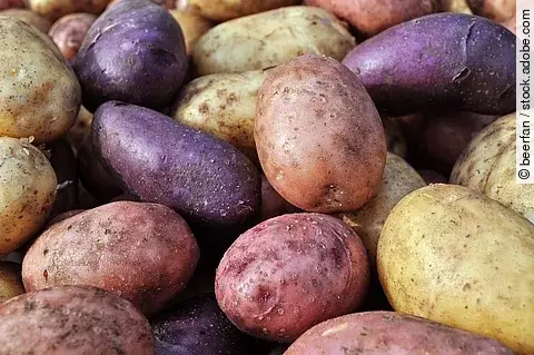 Verschiedenfarbige Kartoffelsorten