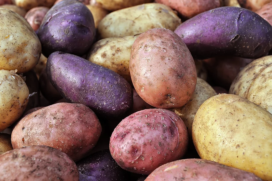 Verschiedenfarbige Kartoffelsorten