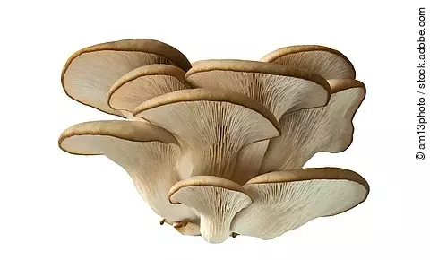 Austernpilze freigestellt