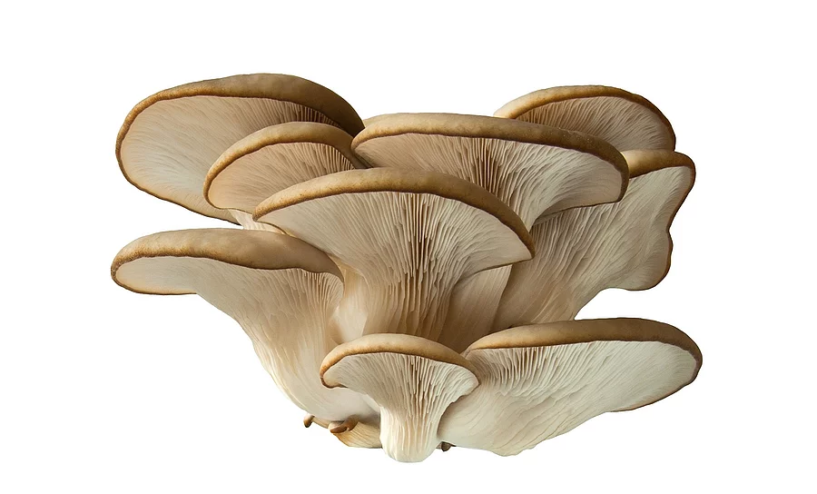 Pleurotus ostreatus Austernpilze freigestellt