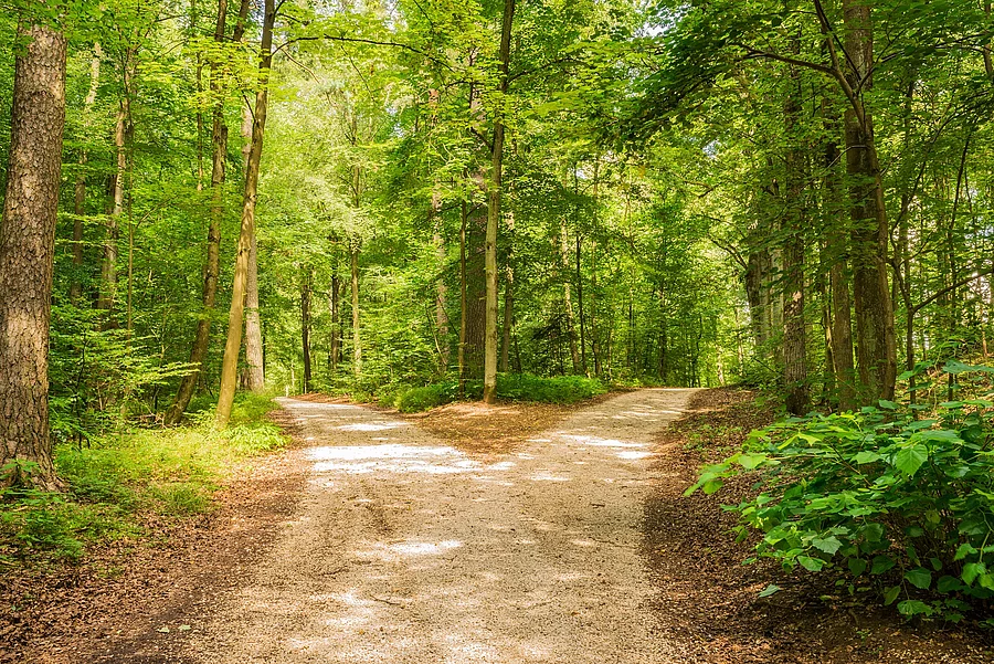 Waldweg in einem Laubwald, aus dem 2 Wege werden 