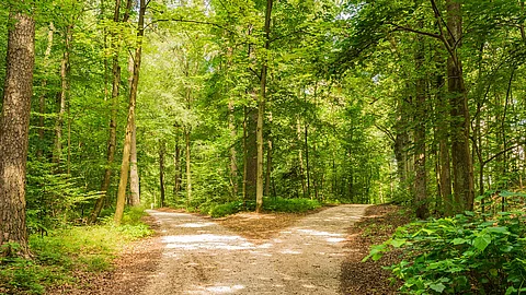 Waldweg in einem Laubwald, aus dem 2 Wege werden 