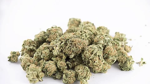 Cannabisblüten