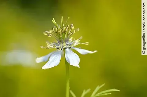 Schwarzkümmelblüte/Nigella sativa in einem Garten