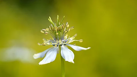Schwarzkümmelblüte/Nigella sativa in einem Garten