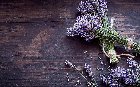 Ein blühender Strauß Lavendel sowie einzelne blühende Zweige auf einem dunkeln Holztisch