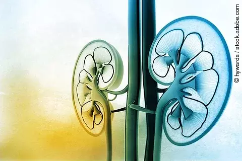 Illustration: menschliche Nieren