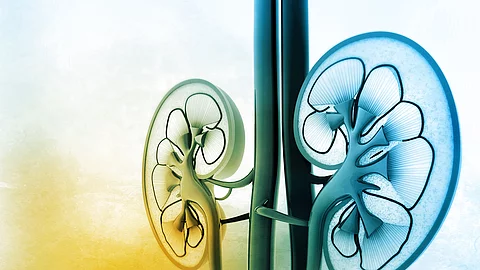 Illustration: menschliche Nieren