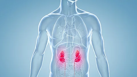 Anatomische 3D-Illustration der Nieren anhand eines männlichen Körpers. 