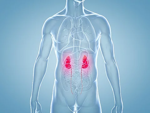 Anatomische 3D-Illustration der Nieren anhand eines männlichen Körpers. 