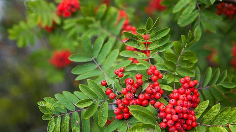 Vogelbeeren: Früchte am Zweig