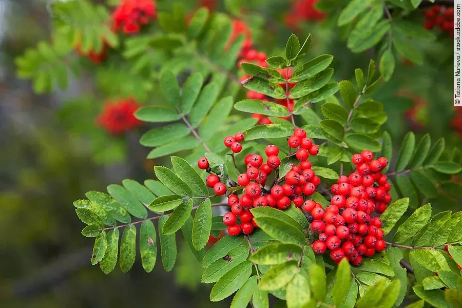 Vogelbeeren: Früchte am Zweig