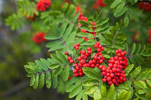 Vogelbeeren: Früchte am Zweig