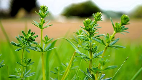 Wiesenlabkraut in der Natur