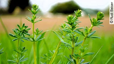 Wiesenlabkraut in der Natur
