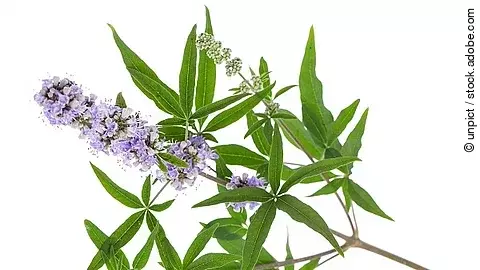 Mönchspfeffer freigestellt