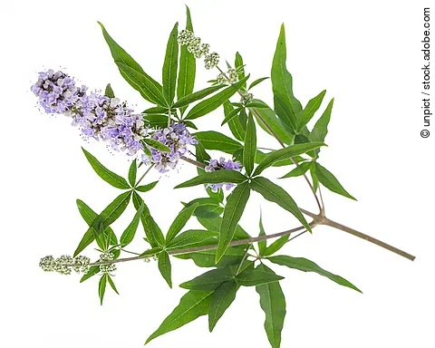 Mönchspfeffer freigestellt