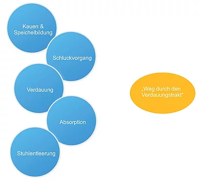Grafik "der Weg der Nahrung durch den Verdauungstrakt".