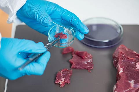 Ein Stück Fleisch wird mit einer Pinzette in eine kleine Petrischale gelegt. Im Hintergrund sind eine weitere Petrischale, sowie weitere Fleischproben zu sehen.
