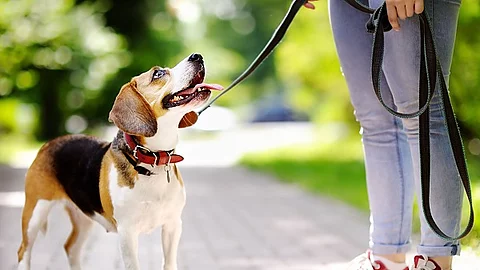 Frau geht mit ihrem Hund im Park spazieren.