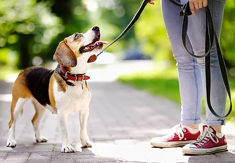 Frau geht mit ihrem Hund im Park spazieren.