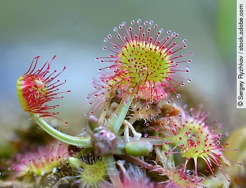 Sonnentau in der Nahaufnahme in der Natur.