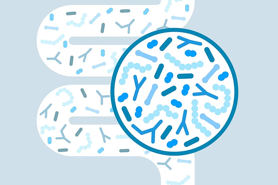 Gut microbiome concept. Human intestine microbiota with healthy probiotic bacteria. Flat abstract medicine illustration of microbiology checkup. Illustration: Darm mit Darmbakterien, vergrößert mit einer Lupe