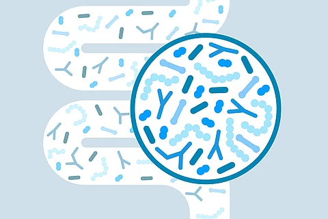 Illustration: Darm mit Darmbakterien, vergrößert mit einer Lupe