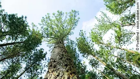 Meereskiefern-Kronen vor leicht bewölktem Himmel