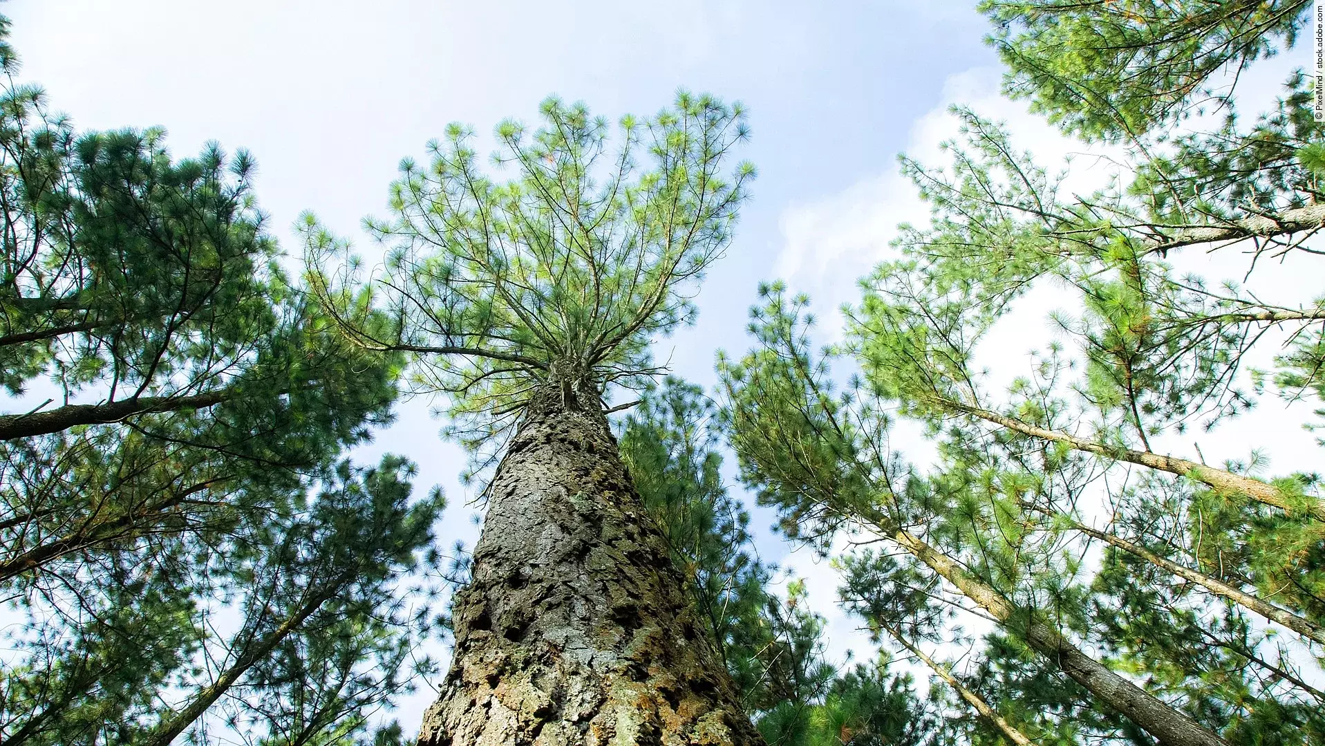 Meereskiefern-Kronen vor leicht bewölktem Himmel