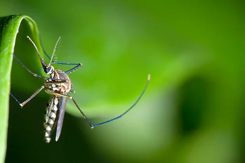 Nahaufnahme eines Moskitos an einem Blatt