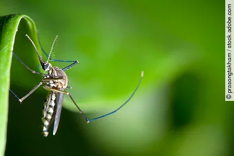 Nahaufnahme eines Moskitos an einem Blatt