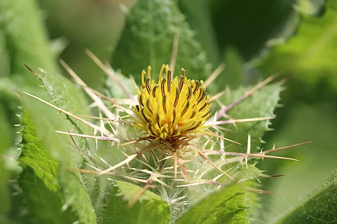 Blühendes Benediktenkraut