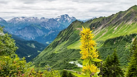Gelber Enzian vor Bergpanorama in den Alpen