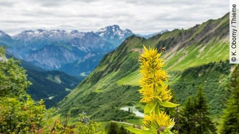 Gelber Enzian vor Bergpanorama in den Alpen