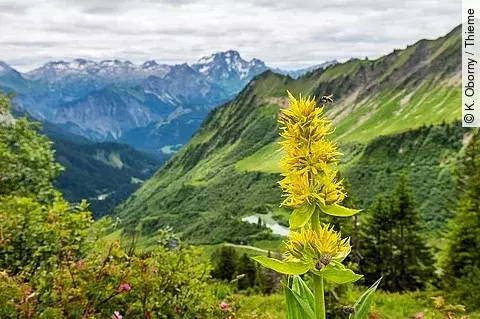 Gelber Enzian vor Bergpanorama in den Alpen