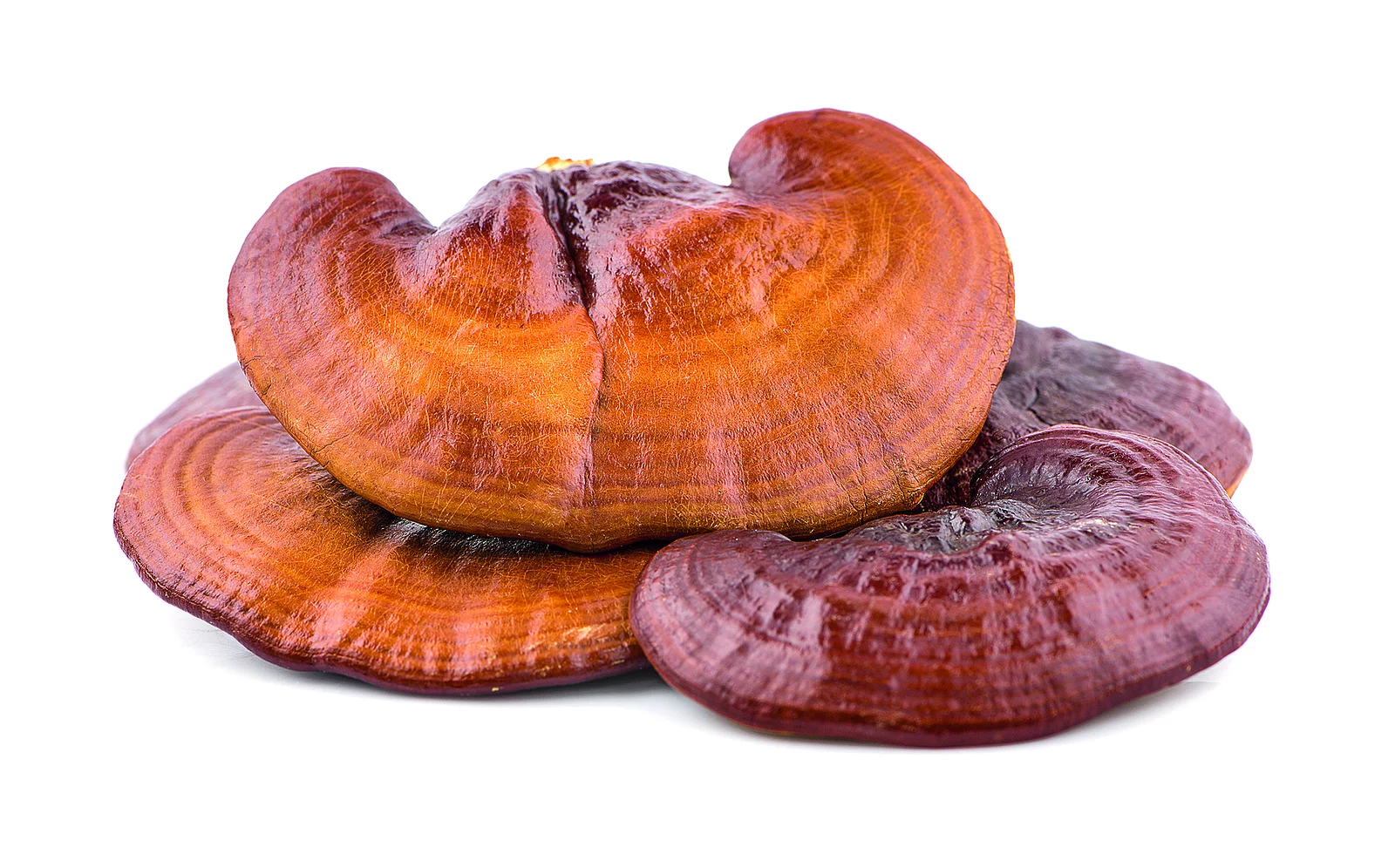 Ganoderma Lucidum freigestellt