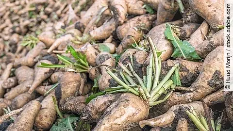 frische Chicoreewurzeln auf dem Feld