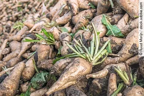 frische Chicoreewurzeln auf dem Feld