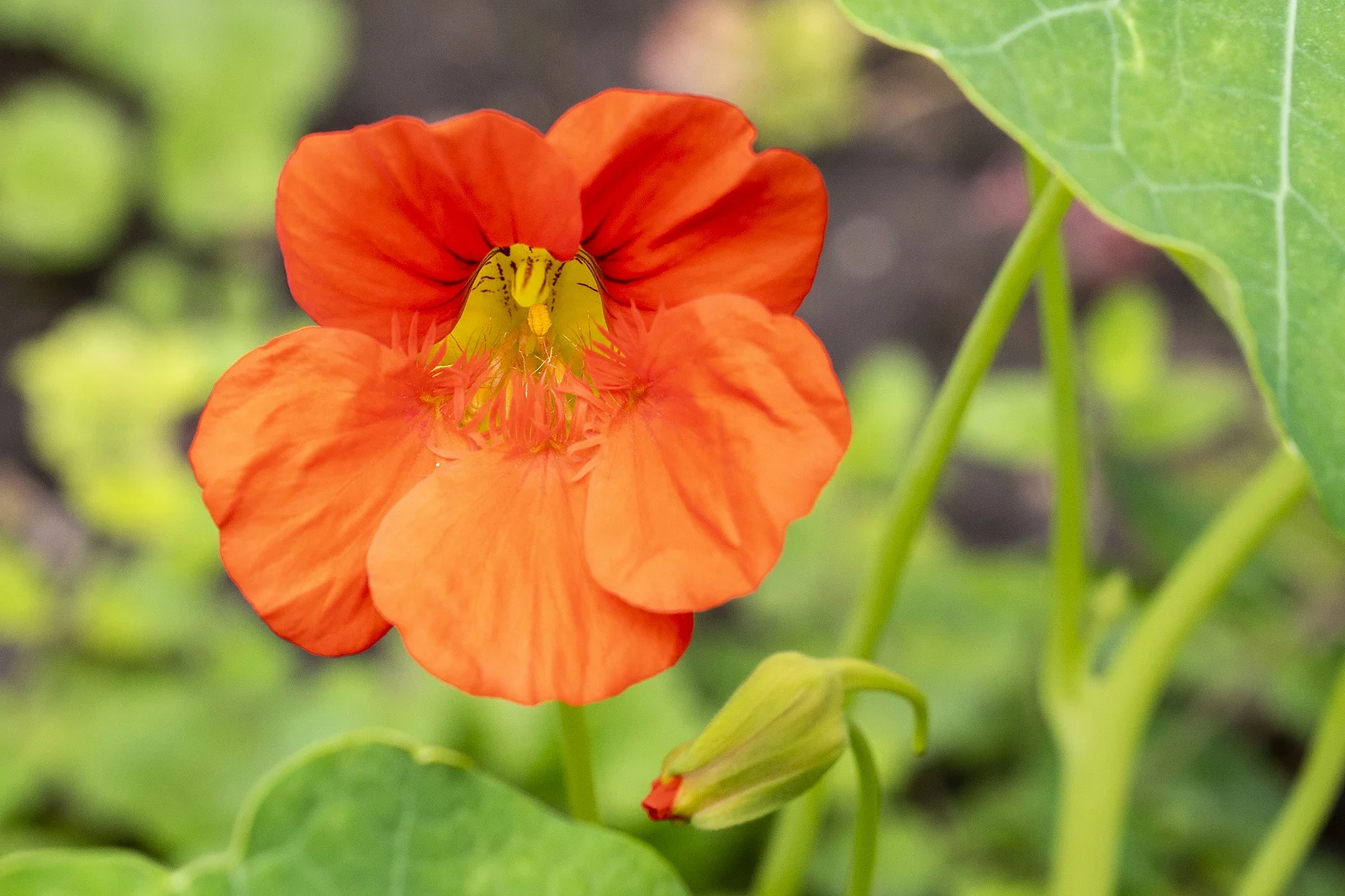 Kapuzinerkresse: Blüte