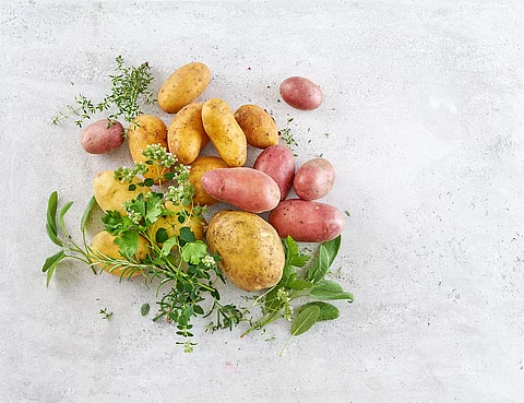 verschiedenfarbige Kartoffeln und Kräuter verschiedenfarbige Kartoffeln und Kräuter