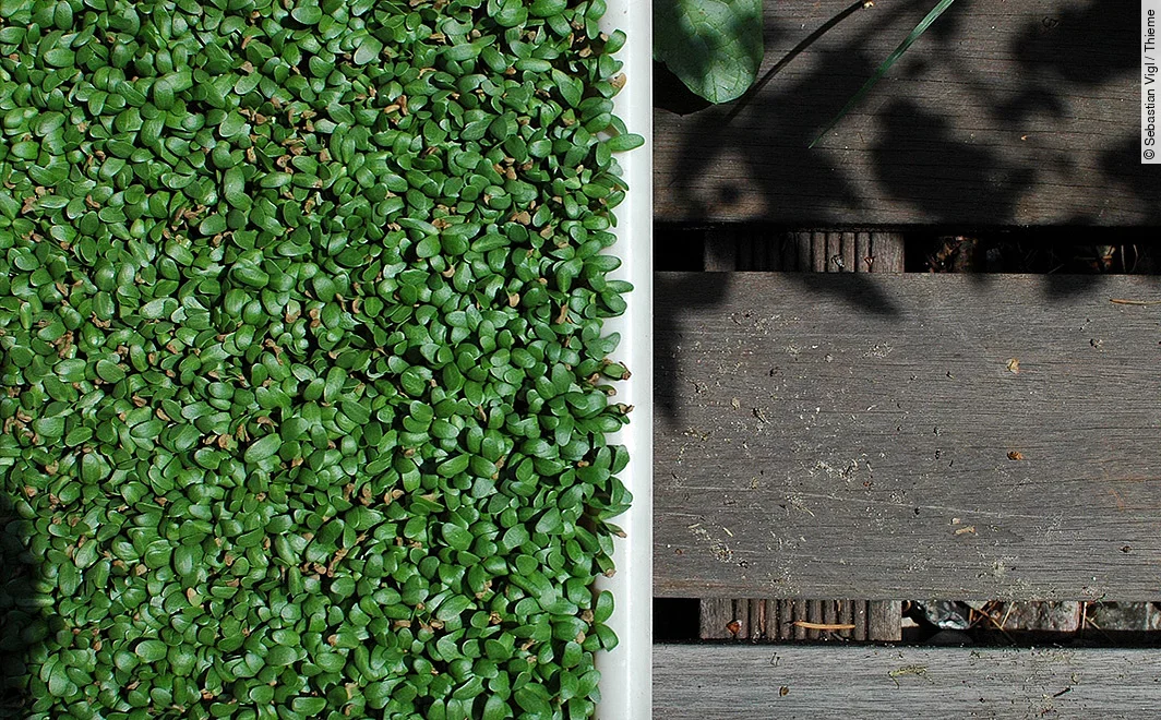 Erntereife Bockshornklee Microgreens, Nahaufnahme auf Holzbank.