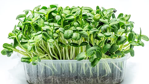 Microgreens von Sonnenblumen in einer durchsichtigen Kunststoffschale