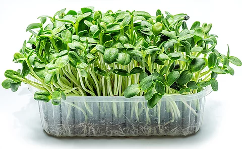 Microgreens von Sonnenblumen in einer durchsichtigen Kunststoffschale