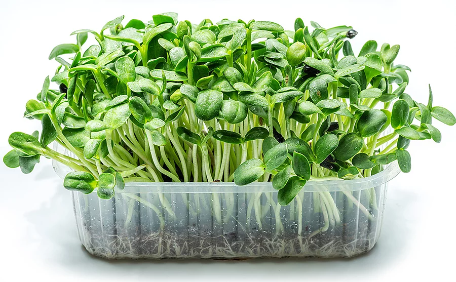 Microgreens von Sonnenblumen in einer durchsichtigen Kunststoffschale