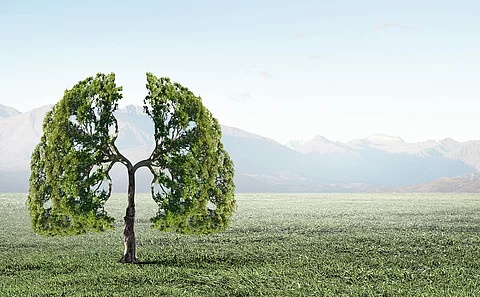 Baum mit Blättern in Form einer Lunge