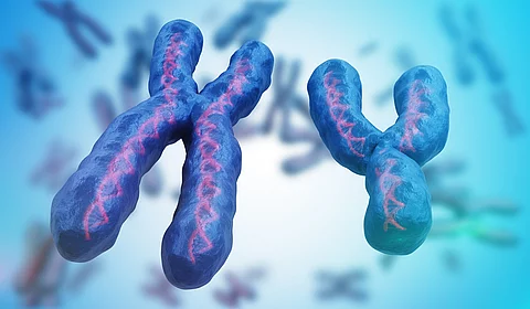 Eine 3D-Illustration von einem X-Chromosom und einem Y-Chromosom. Im Hintergrund sind unscharf weitere Chromosomen dargestellt.