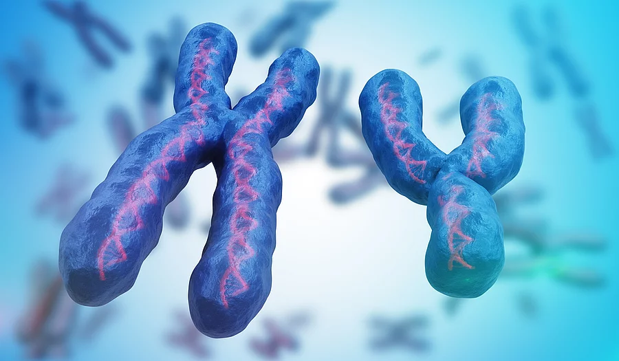 Eine 3D-Illustration von einem X-Chromosom und einem Y-Chromosom. Im Hintergrund sind unscharf weitere Chromosomen dargestellt.