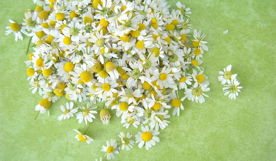 frische Kamillenblüten auf grünem Hintergrund